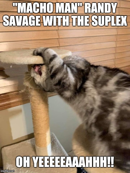 Macho Man kitty suplex | "MACHO MAN" RANDY SAVAGE WITH THE SUPLEX; OH YEEEEEAAAHHH!! | image tagged in macho man randy savage,big cats | made w/ Imgflip meme maker