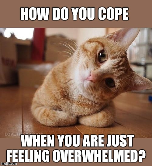 Would love to hear some of your techniques to avoid a meltdown. | HOW DO YOU COPE; WHEN YOU ARE JUST FEELING OVERWHELMED? | image tagged in curious question cat | made w/ Imgflip meme maker