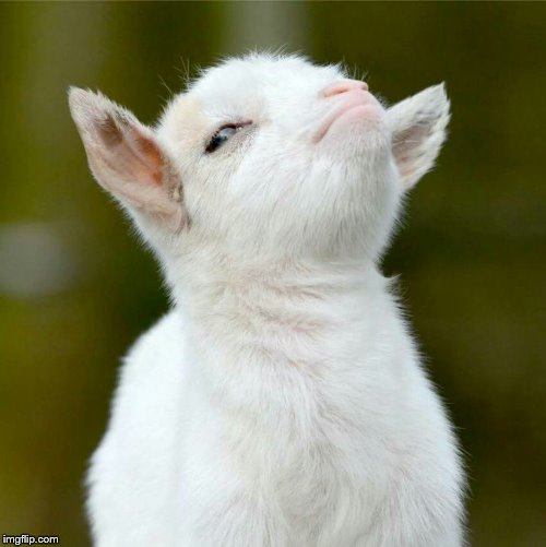 image tagged in smug goat | made w/ Imgflip meme maker