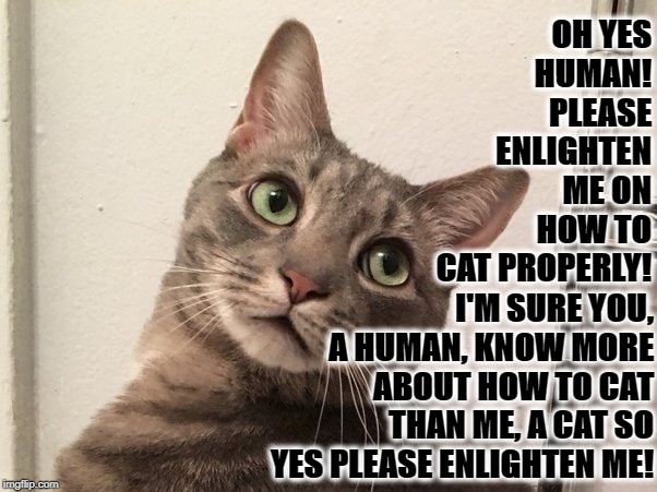 SARCASM | OH YES HUMAN! PLEASE ENLIGHTEN ME ON HOW TO CAT PROPERLY! I'M SURE YOU, A HUMAN, KNOW MORE ABOUT HOW TO CAT THAN ME, A CAT SO YES PLEASE ENLIGHTEN ME! | image tagged in sarcasm | made w/ Imgflip meme maker