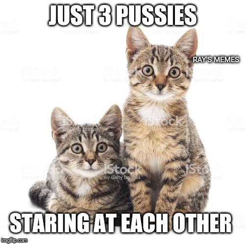 Pussies | JUST 3 PUSSIES; STARING AT EACH OTHER | image tagged in pussies | made w/ Imgflip meme maker