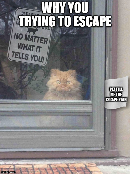 Cat No Matter | WHY YOU TRYING TO ESCAPE; PLZ TELL ME THE ESCAPE PLAN | image tagged in cat no matter | made w/ Imgflip meme maker