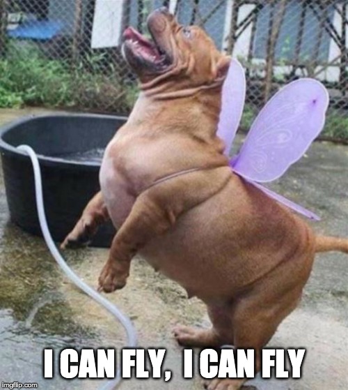 It's all in his mind | I CAN FLY,  I CAN FLY | image tagged in dog,butterfly,funny memes | made w/ Imgflip meme maker
