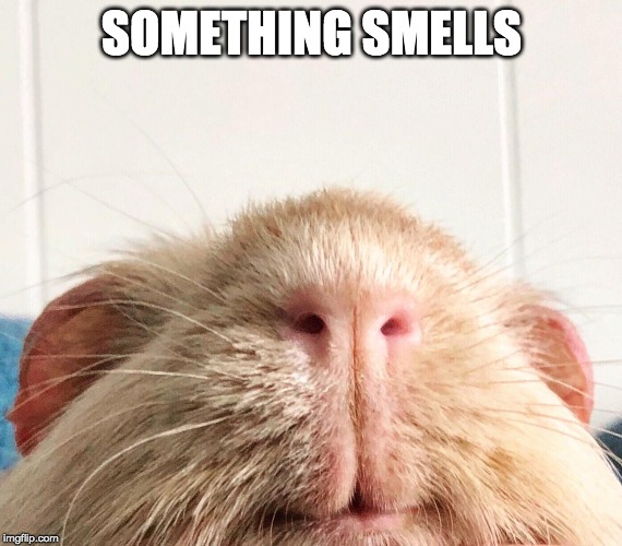 the nose knows | SOMETHING SMELLS | image tagged in mouse,sniff,the smell | made w/ Imgflip meme maker