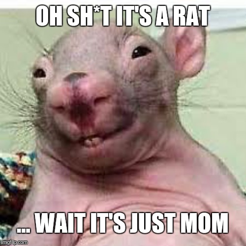 rat | OH SH*T IT'S A RAT; ... WAIT IT'S JUST MOM | image tagged in rat,memes,dank memes,funnymemes | made w/ Imgflip meme maker
