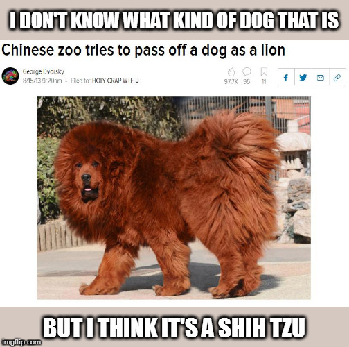 I think they were lion to us! | I DON'T KNOW WHAT KIND OF DOG THAT IS; BUT I THINK IT'S A SHIH TZU | image tagged in memes,fun,puns | made w/ Imgflip meme maker