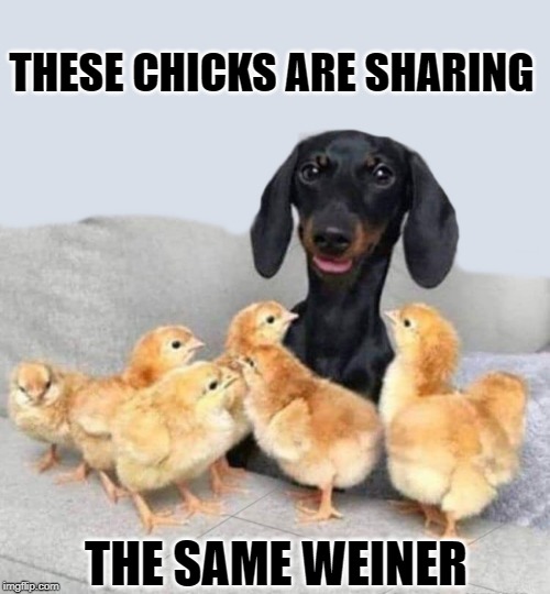 share and share alike | THESE CHICKS ARE SHARING; THE SAME WEINER | image tagged in weiner,chicks,sharing | made w/ Imgflip meme maker
