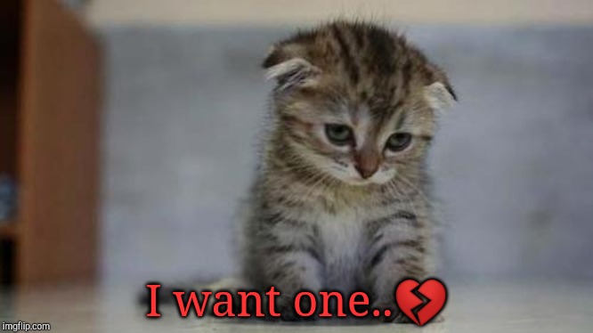 I want one..? | image tagged in sad kitten | made w/ Imgflip meme maker