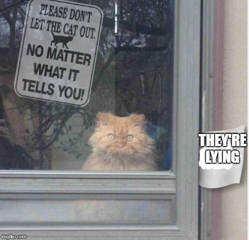 Cat No Matter | THEY'RE LYING | image tagged in cat no matter | made w/ Imgflip meme maker