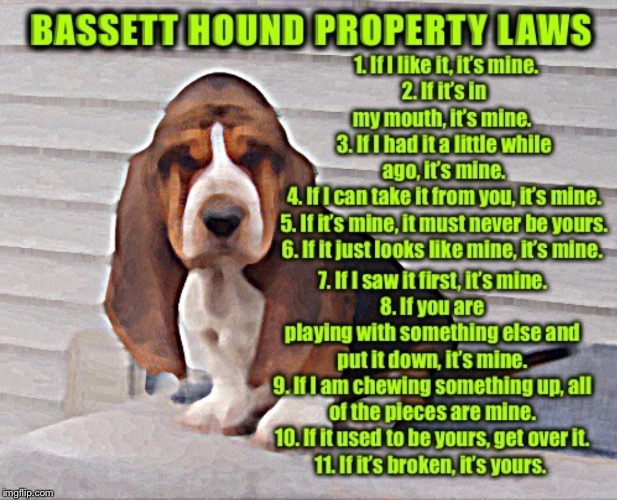The rule of law.... | . | image tagged in basset hound,rules,funny,animals,dog | made w/ Imgflip meme maker