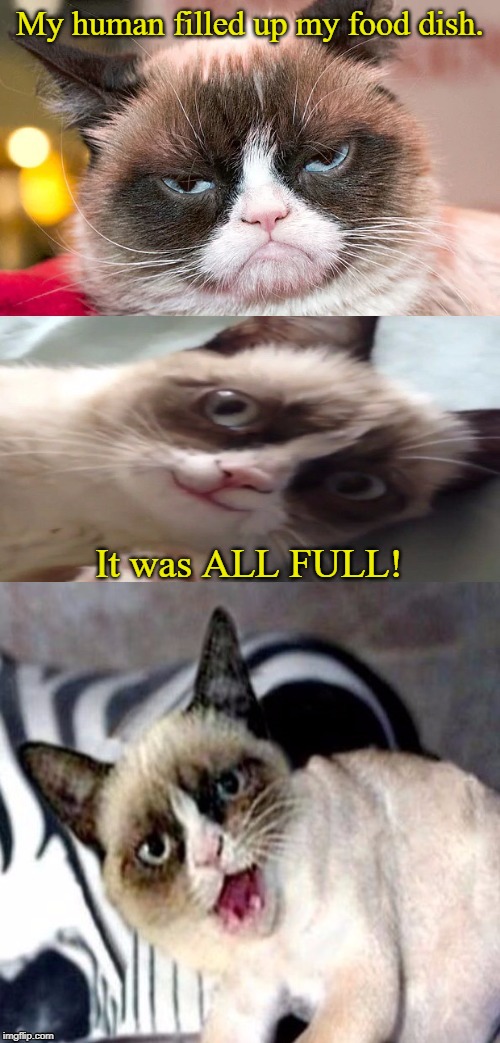The Mememortal Grumpy Cat! | My human filled up my food dish. It was ALL FULL! | image tagged in bad pun grumpy cat,grumpy cat,bad pun dog,puns,memes | made w/ Imgflip meme maker
