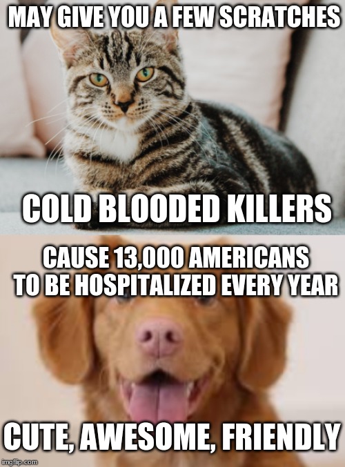 why cats rule the world | MAY GIVE YOU A FEW SCRATCHES; COLD BLOODED KILLERS; CAUSE 13,000 AMERICANS TO BE HOSPITALIZED EVERY YEAR; CUTE, AWESOME, FRIENDLY | image tagged in cats,cats are better,dog,dogs are better,cats rule,awesome | made w/ Imgflip meme maker