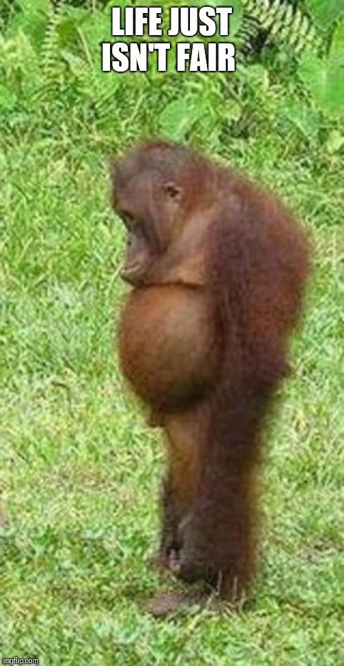 Chubby orangutan | LIFE JUST ISN'T FAIR | image tagged in chubby orangutan | made w/ Imgflip meme maker