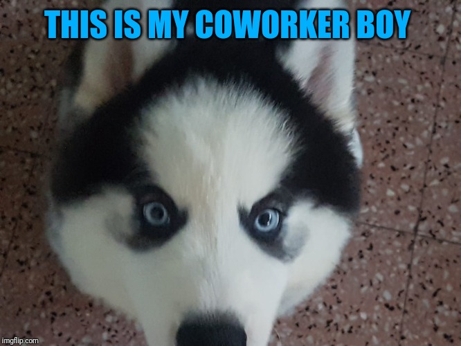 THIS IS MY COWORKER BOY | made w/ Imgflip meme maker
