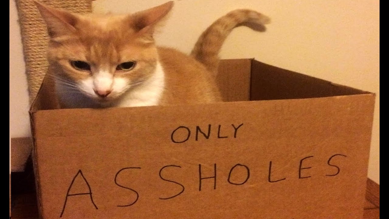 Cat only assholes Blank Meme Template