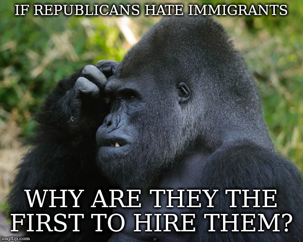 Gorilla Scratching Head | IF REPUBLICANS HATE IMMIGRANTS; WHY ARE THEY THE FIRST TO HIRE THEM? | image tagged in gorilla scratching head | made w/ Imgflip meme maker