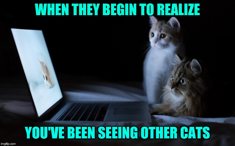 This is one reason why you shouldn't tell anyone your password | WHEN THEY BEGIN TO REALIZE; YOU'VE BEEN SEEING OTHER CATS | image tagged in memes,cats,technology,men cheating,first world cat problems,revenge | made w/ Imgflip meme maker