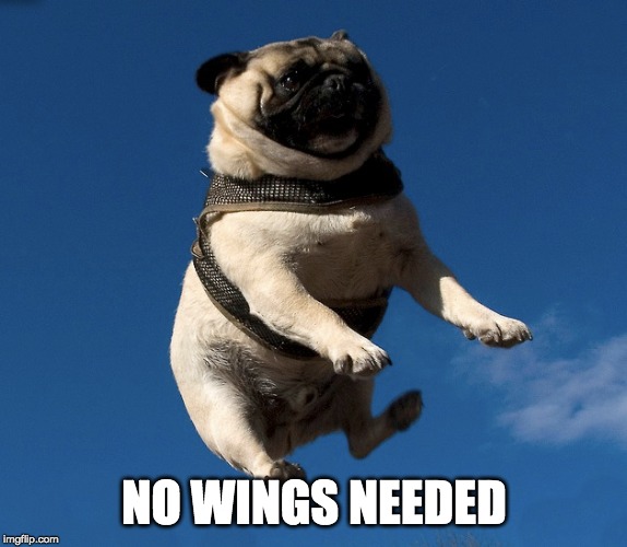 NO WINGS NEEDED | made w/ Imgflip meme maker