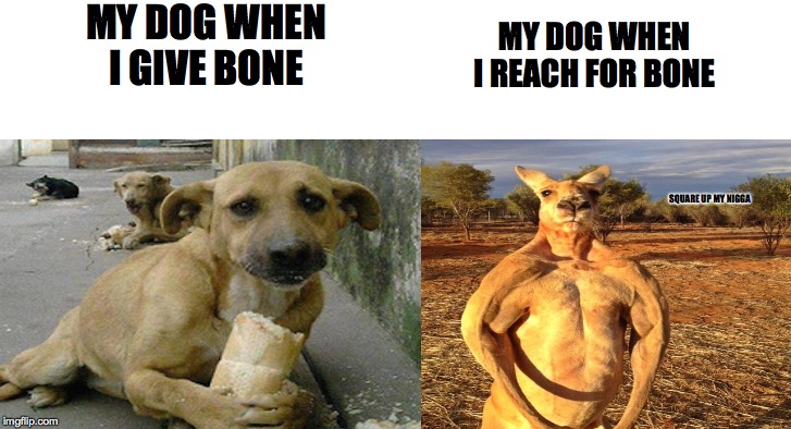 my dog when i give bone | MY DOG WHEN I GIVE BONE; MY DOG WHEN I REACH FOR BONE; SQUARE UP MY NIGGA | image tagged in dog,kangaroo,memes,funy memes,pets | made w/ Imgflip meme maker