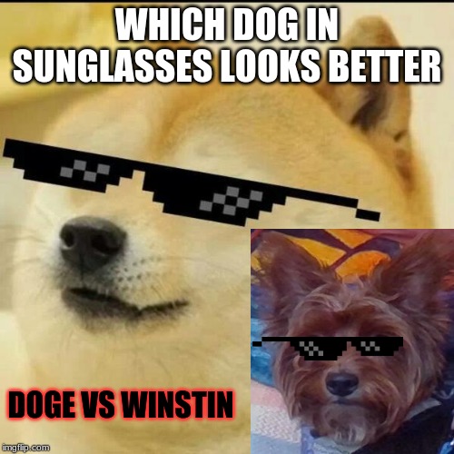 comment below on who won winner will get laser eyes and a meme of them eating mac&cheese | WHICH DOG IN SUNGLASSES LOOKS BETTER; DOGE VS WINSTIN | image tagged in sunglass doge,winston | made w/ Imgflip meme maker