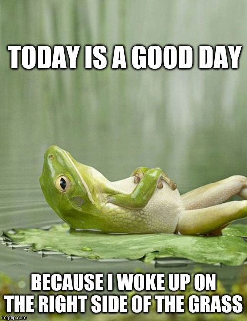 Weekend Frog | TODAY IS A GOOD DAY; BECAUSE I WOKE UP ON THE RIGHT SIDE OF THE GRASS | image tagged in weekend frog | made w/ Imgflip meme maker