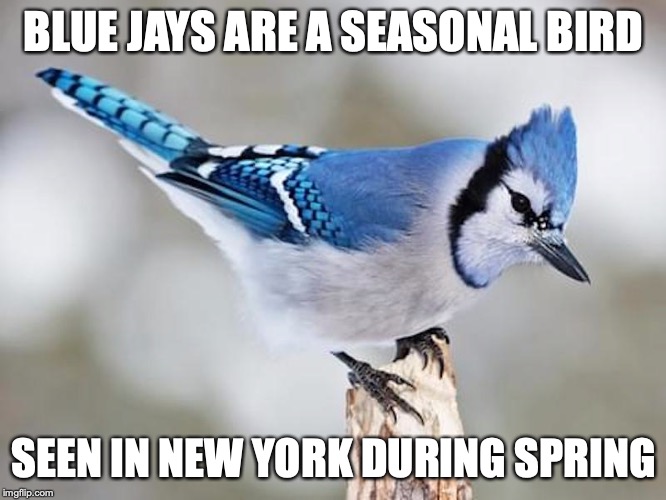 Blue Jay | BLUE JAYS ARE A SEASONAL BIRD; SEEN IN NEW YORK DURING SPRING | image tagged in blue jay,memes,birds | made w/ Imgflip meme maker
