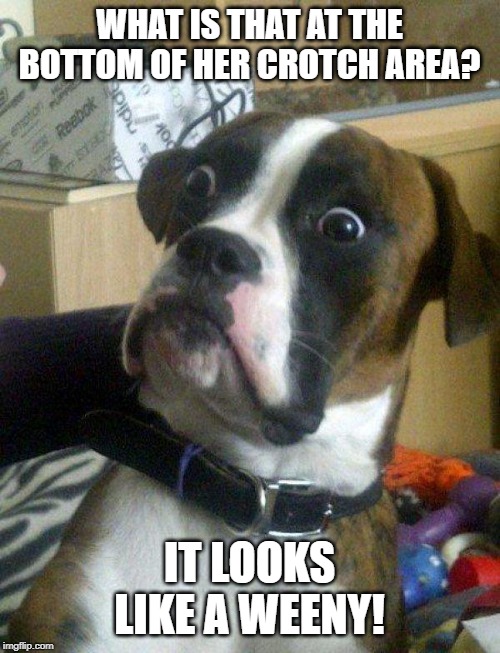 Blankie the Shocked Dog | WHAT IS THAT AT THE BOTTOM OF HER CROTCH AREA? IT LOOKS LIKE A WEENY! | image tagged in blankie the shocked dog | made w/ Imgflip meme maker