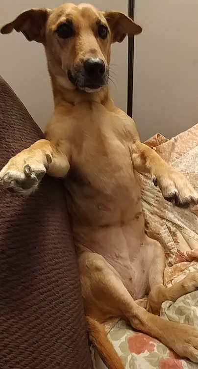 Dog sitting up on couch Blank Meme Template