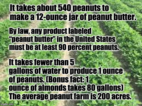 It takes about 540 peanuts to make a 12-ounce jar of peanut butter. By law, any product labeled “peanut butter” in the United States must be at least 90 percent peanuts. It takes fewer than 5 gallons of water to produce 1 ounce of peanuts. (Bonus fact: 1 ounce of almonds takes 80 gallons)
The average peanut farm is 200 acres. | image tagged in peanut facts,farm,farmers,peanut farmers | made w/ Imgflip meme maker