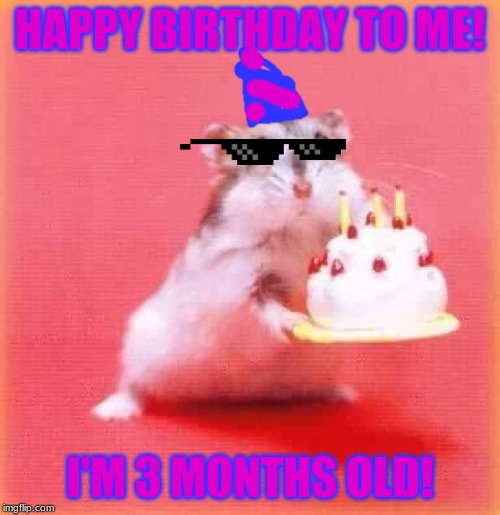 yes it is a amazing mile stone | HAPPY BIRTHDAY TO ME! I'M 3 MONTHS OLD! | image tagged in birthday hamster,i have no idea what i am doing | made w/ Imgflip meme maker