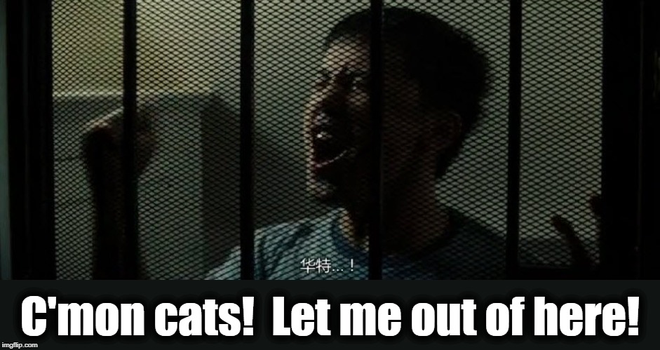 C'mon cats!  Let me out of here! | made w/ Imgflip meme maker