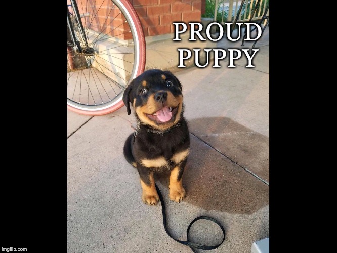 So Evident | PROUD PUPPY | image tagged in proud,puppy,dog,cute | made w/ Imgflip meme maker