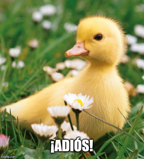 Duckling | ¡ADIÓS! | image tagged in duckling | made w/ Imgflip meme maker