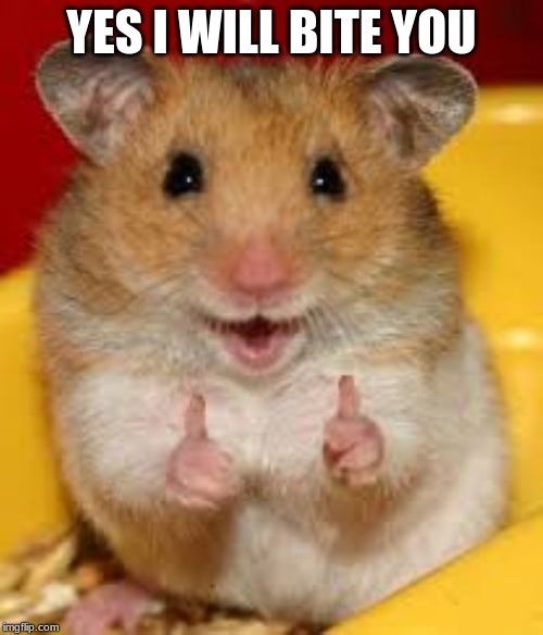 Thumbs up hamster  | YES I WILL BITE YOU | image tagged in thumbs up hamster | made w/ Imgflip meme maker