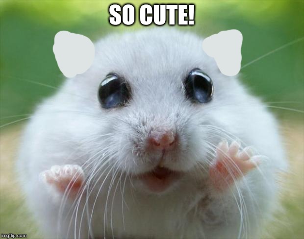 Hamster cute | SO CUTE! | image tagged in hamster cute | made w/ Imgflip meme maker