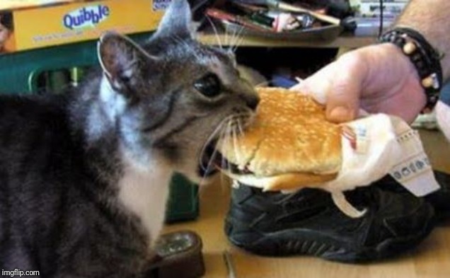 cat noms | image tagged in cat noms | made w/ Imgflip meme maker