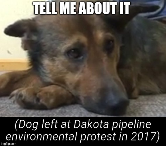 TELL ME ABOUT IT (Dog left at Dakota pipeline environmental protest in 2017) | made w/ Imgflip meme maker