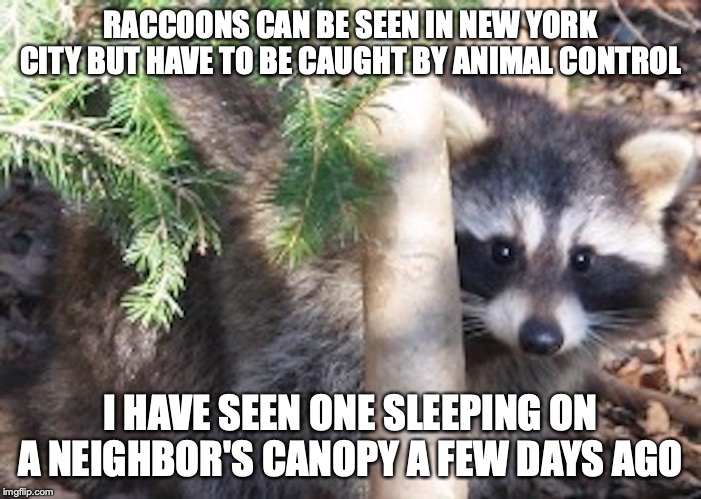 Raccoon | RACCOONS CAN BE SEEN IN NEW YORK CITY BUT HAVE TO BE CAUGHT BY ANIMAL CONTROL; I HAVE SEEN ONE SLEEPING ON A NEIGHBOR'S CANOPY A FEW DAYS AGO | image tagged in raccoon,memes,new york city | made w/ Imgflip meme maker