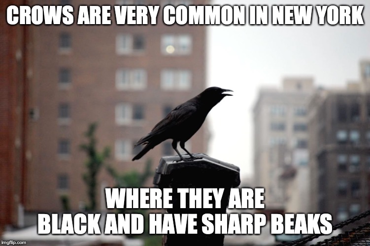 Crow | CROWS ARE VERY COMMON IN NEW YORK; WHERE THEY ARE BLACK AND HAVE SHARP BEAKS | image tagged in crow,birds,memes | made w/ Imgflip meme maker