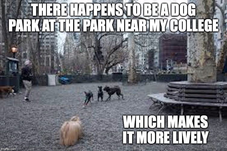 Jemmy's Dog Run | THERE HAPPENS TO BE A DOG PARK AT THE PARK NEAR MY COLLEGE; WHICH MAKES IT MORE LIVELY | image tagged in dog park,park,memes | made w/ Imgflip meme maker