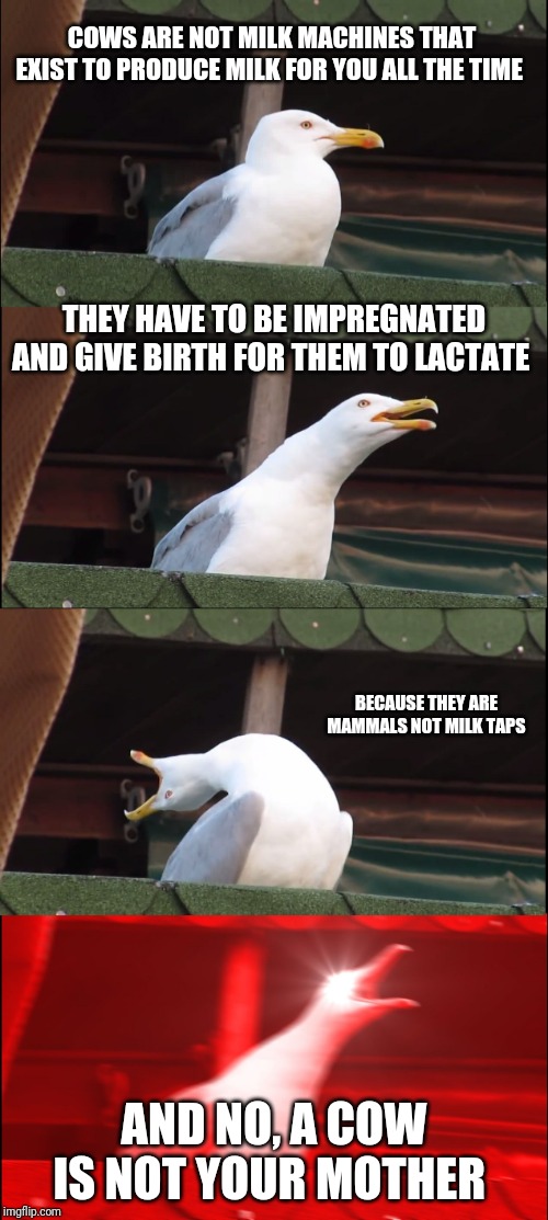 Inhaling Seagull | COWS ARE NOT MILK MACHINES THAT EXIST TO PRODUCE MILK FOR YOU ALL THE TIME; THEY HAVE TO BE IMPREGNATED AND GIVE BIRTH FOR THEM TO LACTATE; BECAUSE THEY ARE MAMMALS NOT MILK TAPS; AND NO, A COW IS NOT YOUR MOTHER | image tagged in memes,inhaling seagull | made w/ Imgflip meme maker