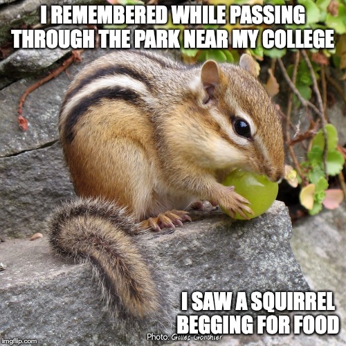 Squirrel | I REMEMBERED WHILE PASSING THROUGH THE PARK NEAR MY COLLEGE; I SAW A SQUIRREL BEGGING FOR FOOD | image tagged in squirrel,memes | made w/ Imgflip meme maker