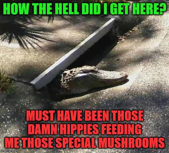 Alligatot from the sewer | HOW THE HELL DID I GET HERE? MUST HAVE BEEN THOSE DAMN HIPPIES FEEDING ME THOSE SPECIAL MUSHROOMS | image tagged in alligatot from the sewer | made w/ Imgflip meme maker