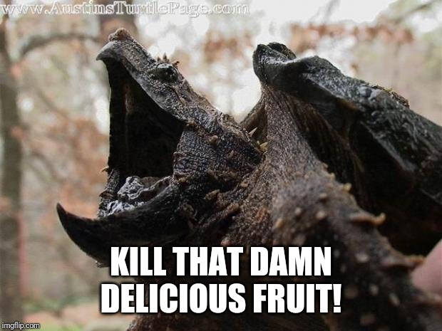 Alligator Snapping Turtle | KILL THAT DAMN DELICIOUS FRUIT! | image tagged in alligator snapping turtle | made w/ Imgflip meme maker
