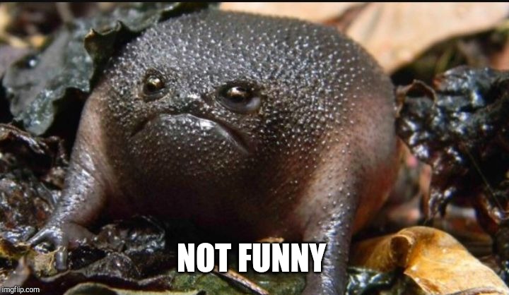 Grumpy Frog | NOT FUNNY | image tagged in grumpy frog | made w/ Imgflip meme maker