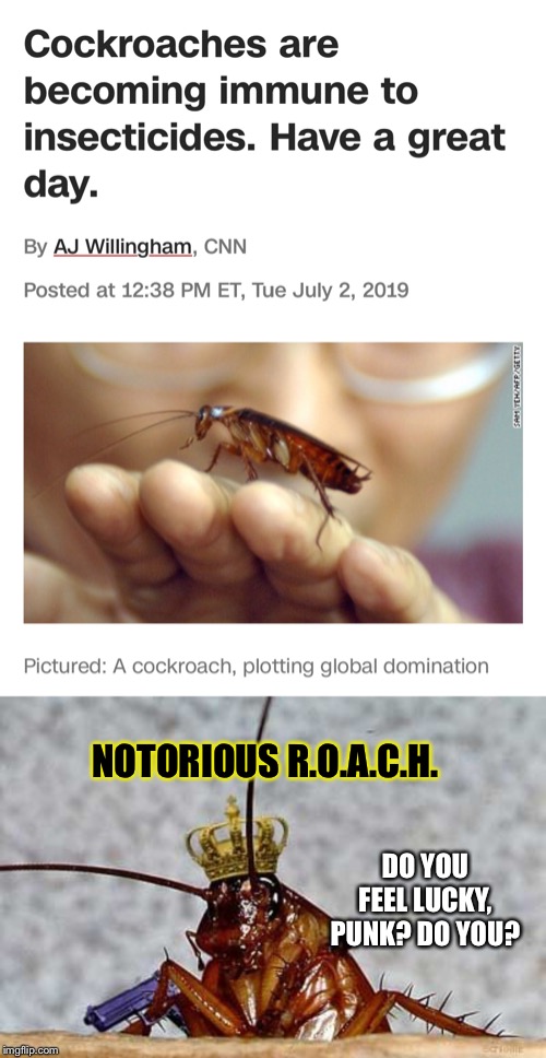Cockroach King |  NOTORIOUS R.O.A.C.H. DO YOU FEEL LUCKY, PUNK? DO YOU? | image tagged in cockroach king,memes | made w/ Imgflip meme maker