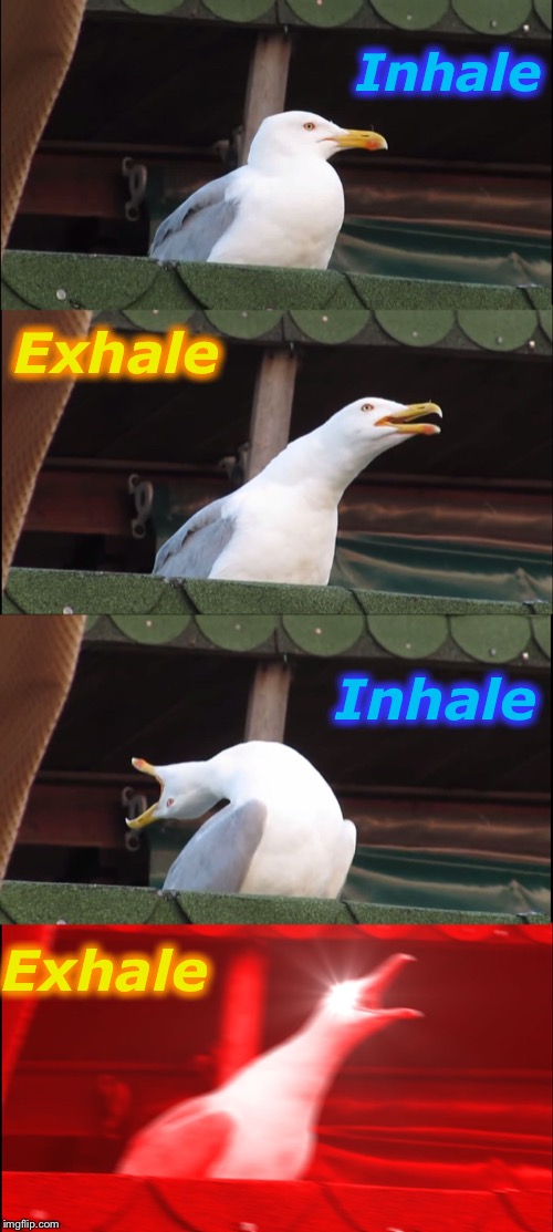 How To Calm Down | Inhale; Exhale; Inhale; Exhale | image tagged in memes,inhaling seagull | made w/ Imgflip meme maker