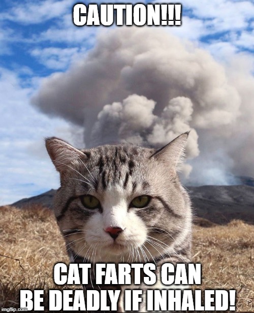 Peeeyewww Cat | CAUTION!!! CAT FARTS CAN BE DEADLY IF INHALED! | image tagged in funny cats | made w/ Imgflip meme maker
