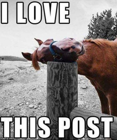 this  is  the   POST! | image tagged in horse,love post,this just in | made w/ Imgflip meme maker