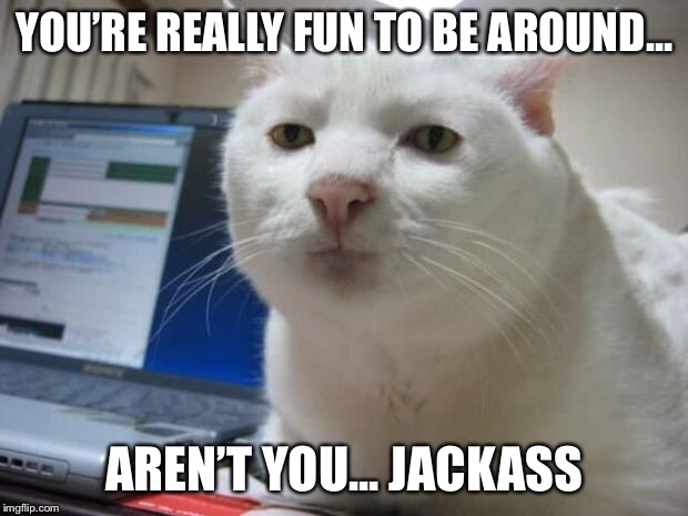 serious cat | YOU’RE REALLY FUN TO BE AROUND... AREN’T YOU... JACKASS | image tagged in serious cat | made w/ Imgflip meme maker